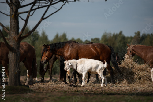 bay horse and goat on a farm near the hay © Александра Панкина