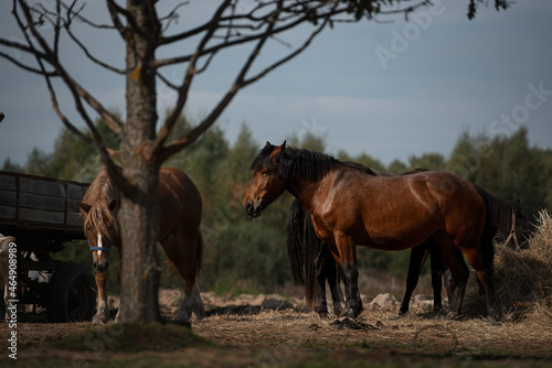 two bay horses on the farm