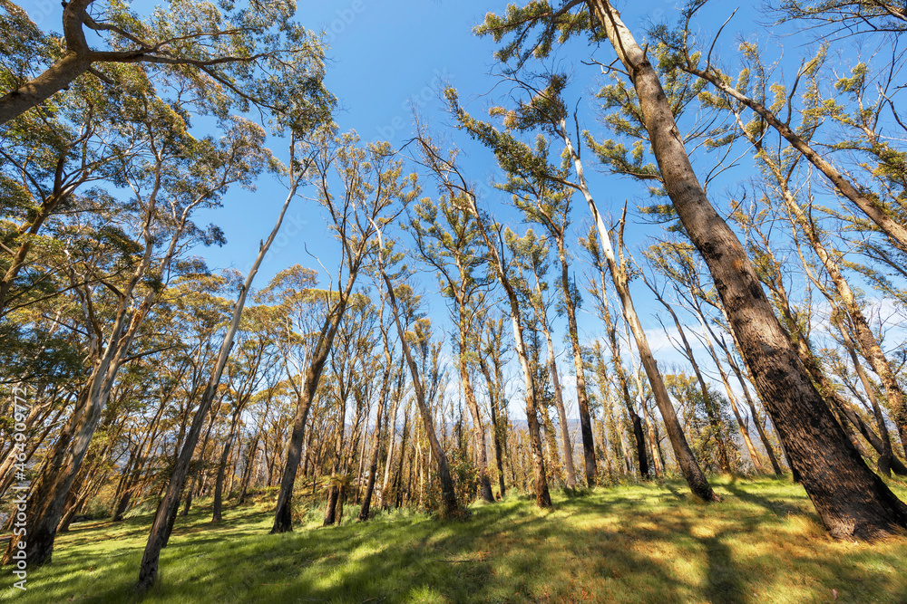 Photograph looking up to the sky through large bushfire affected trees