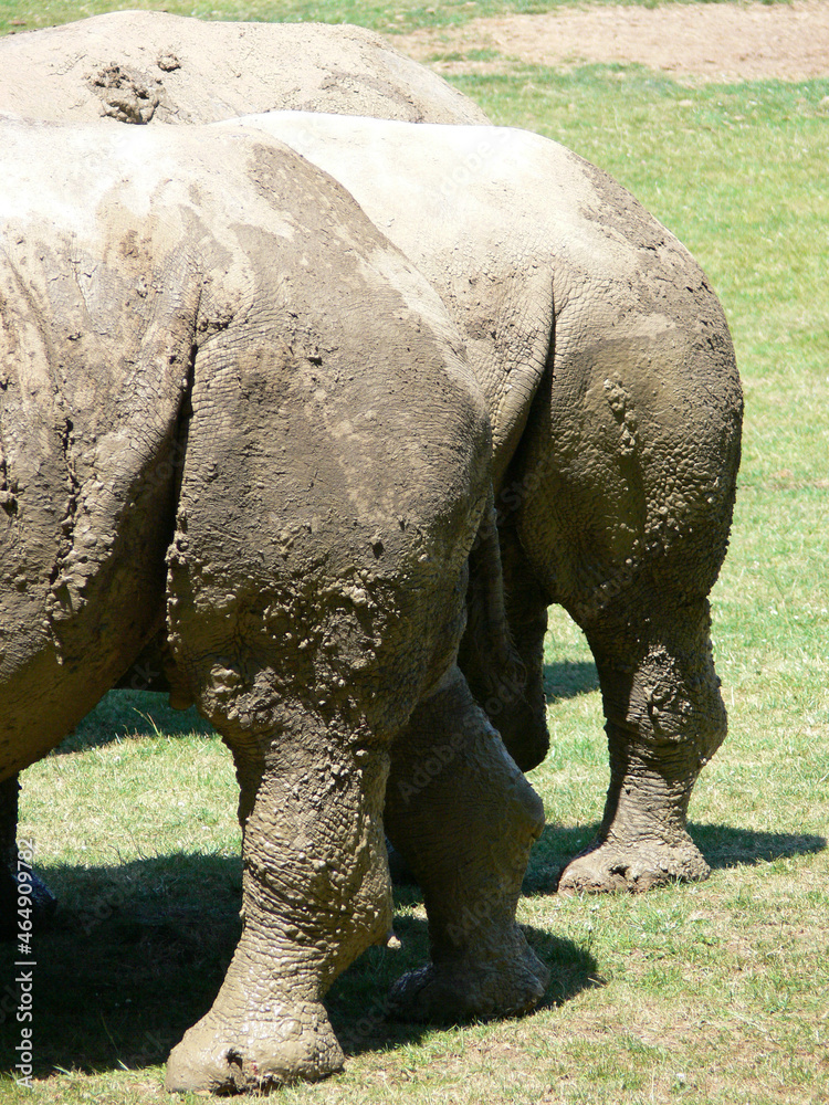 Naklejka premium Rhinoceros eating grass