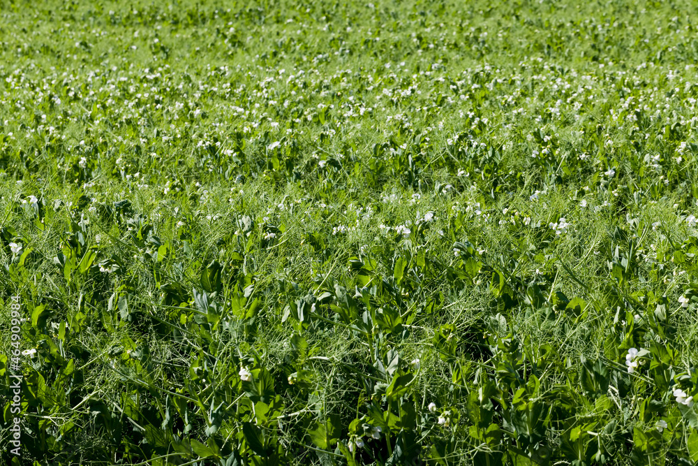 an agricultural field where green peas grow