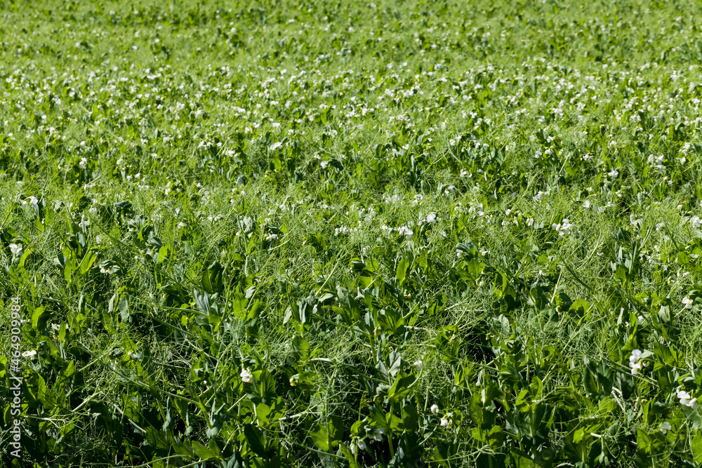 an agricultural field where green peas grow an agricultural field where green peas grow