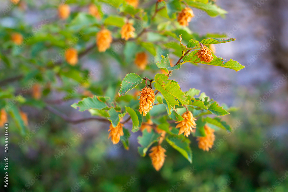 Flower on tree Flower on tree