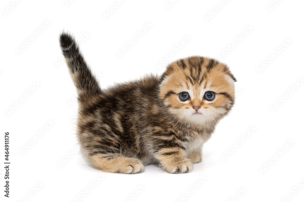 Obraz premium Small Scottish kitten