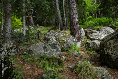 Fantastic forest with rocks and moss