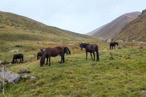 Herd of horses grazing © Okssi