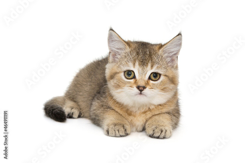Portrait of a small Scottish kitten