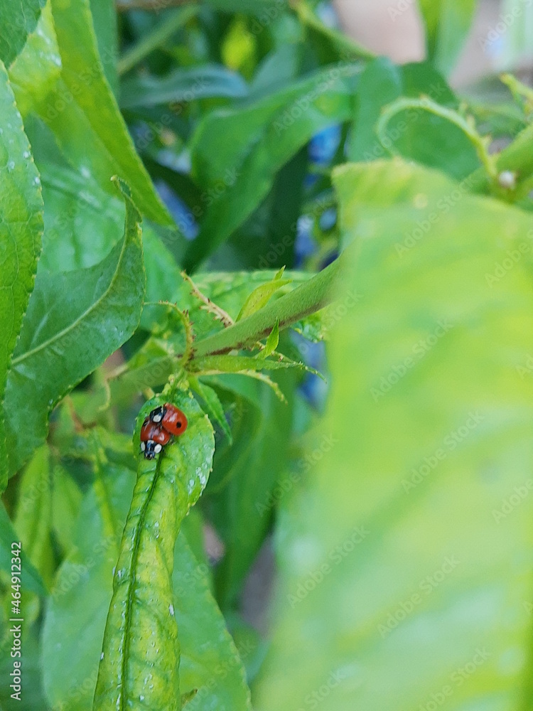 Fototapeta premium ladybug on green leaf
