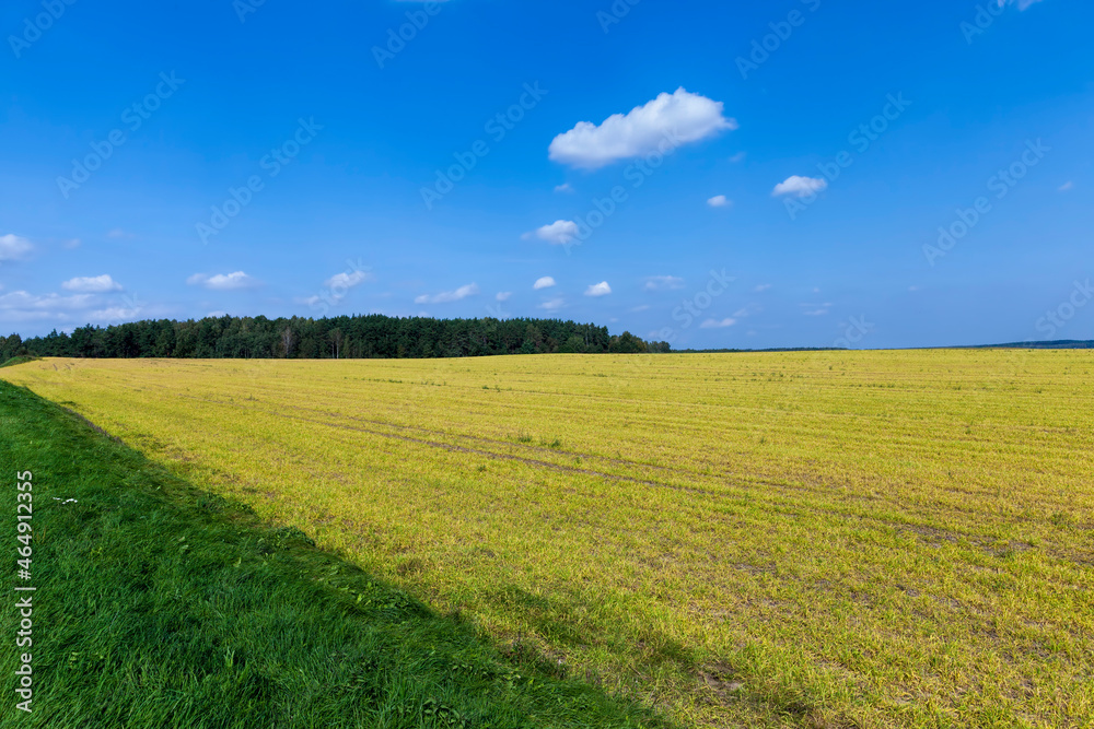 agricultural field with growing plants for harvesting food