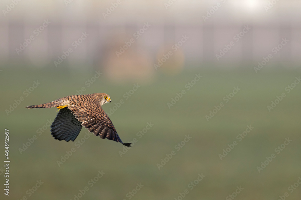 Fototapeta premium A common kestrel in flight Germany Berlin.