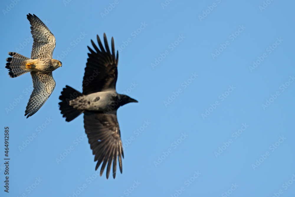 Fototapeta premium A common kestrel in flight Germany Berlin.