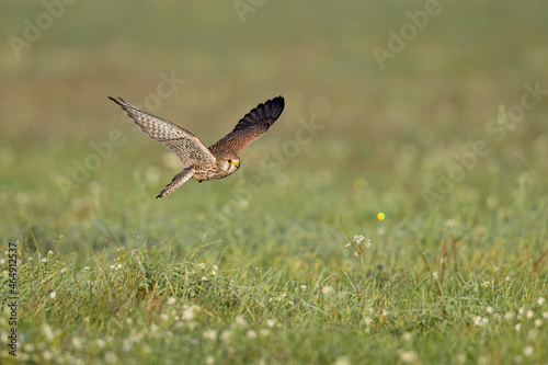 A common kestrel (Falco tinnunculus) flying low above the ground of a meadow.