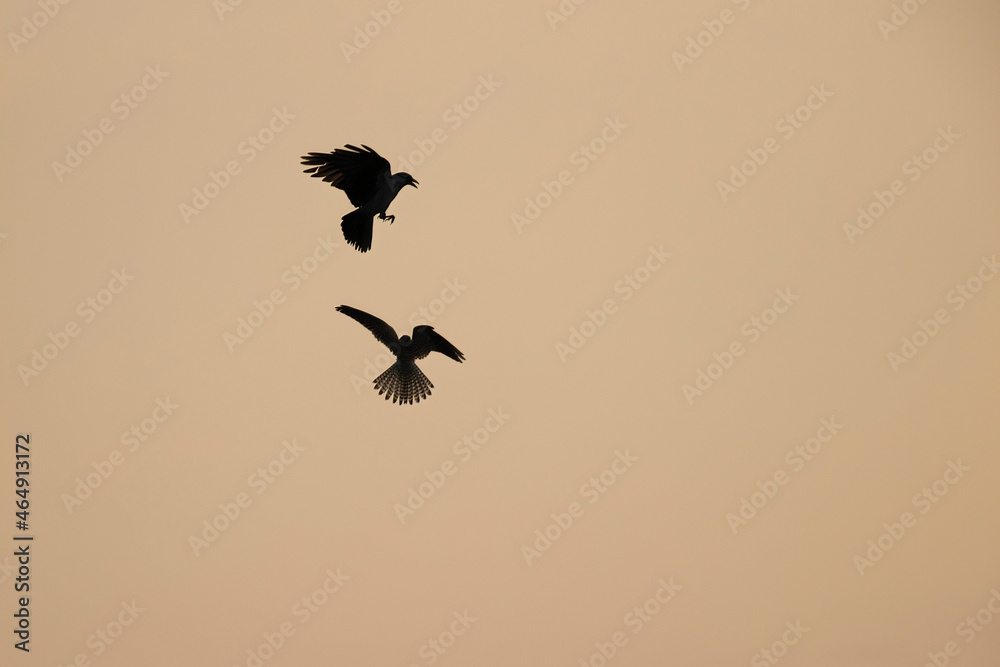 A common kestrel (Falco tinnunculus) fighting with a crow.