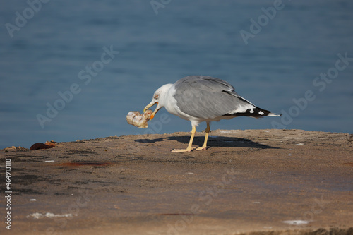 Seagull gutting a piece of meat photo