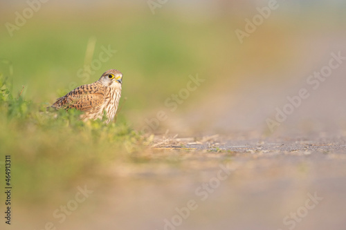 A common kestrel viewed from a low angle resting in the grass in Germany.