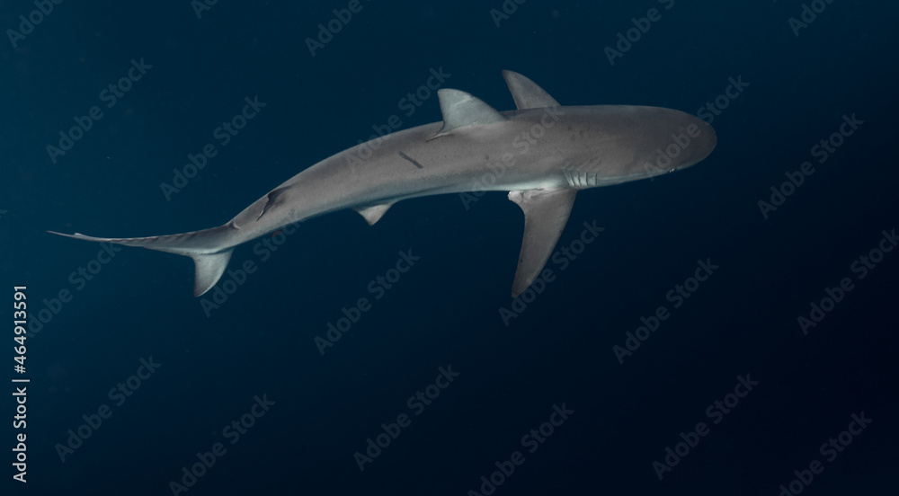 Fototapeta premium Sharky Waters