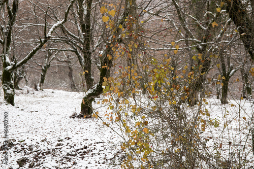 Winter trees in mountains covered with fresh snow. Beautiful landscape with branches of trees covered in snow. Mountain road in Caucasus. Azerbaijan