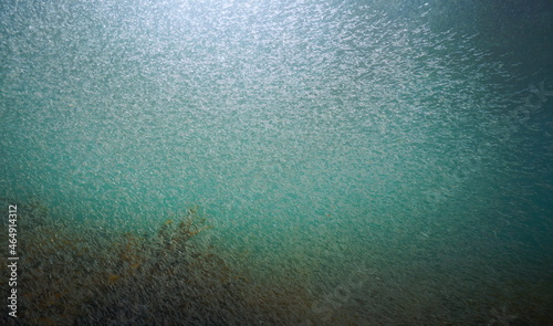 Krill swarm underwater in the Atlantic ocean, Spain, Galicia