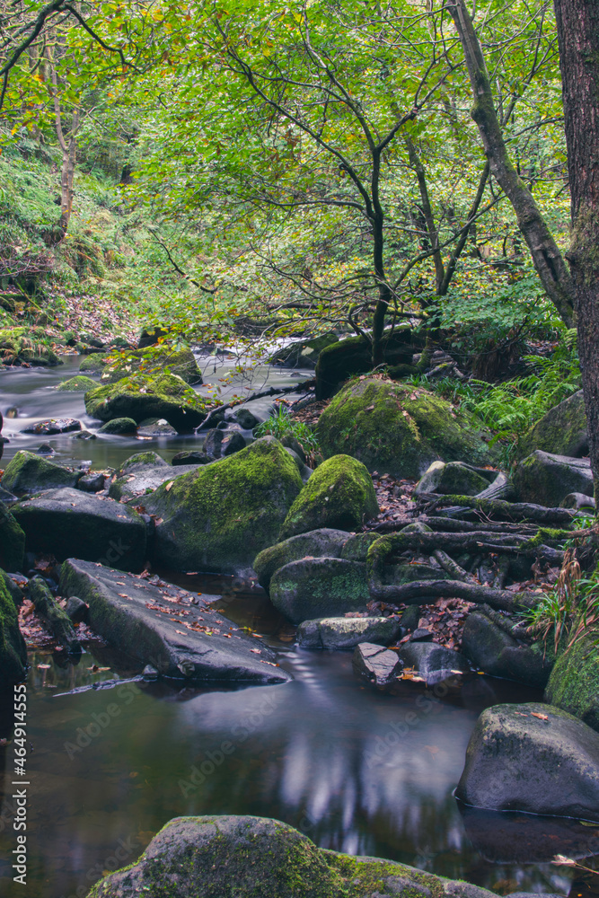 Obraz premium stream in the forest