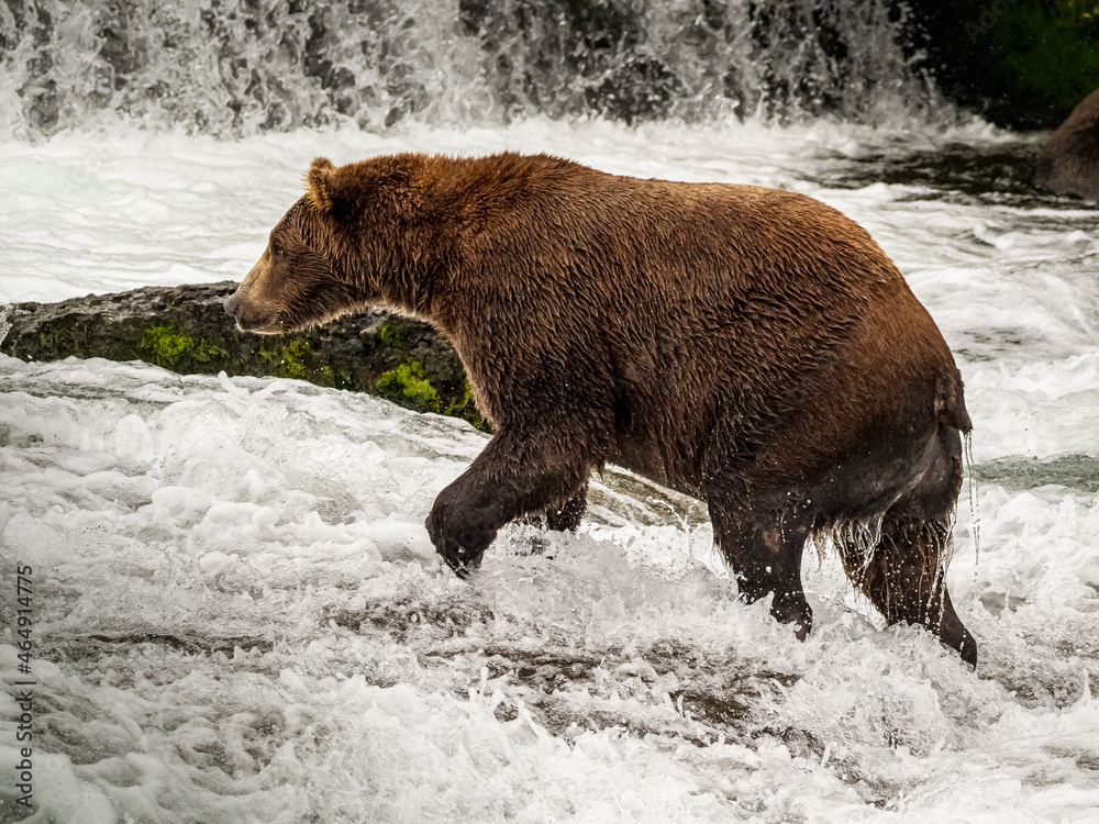 Coastal brown bear in the wild Coastal brown bear in the wild