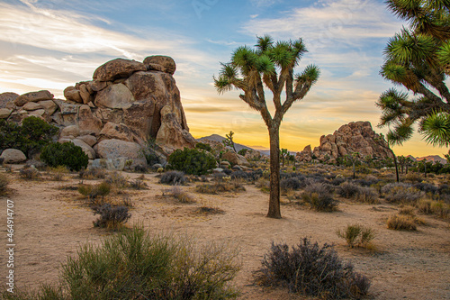 joshua tree national park