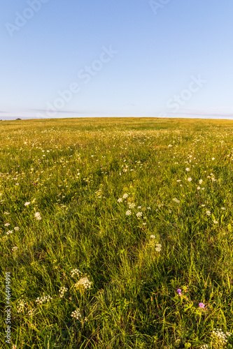 field of flowers