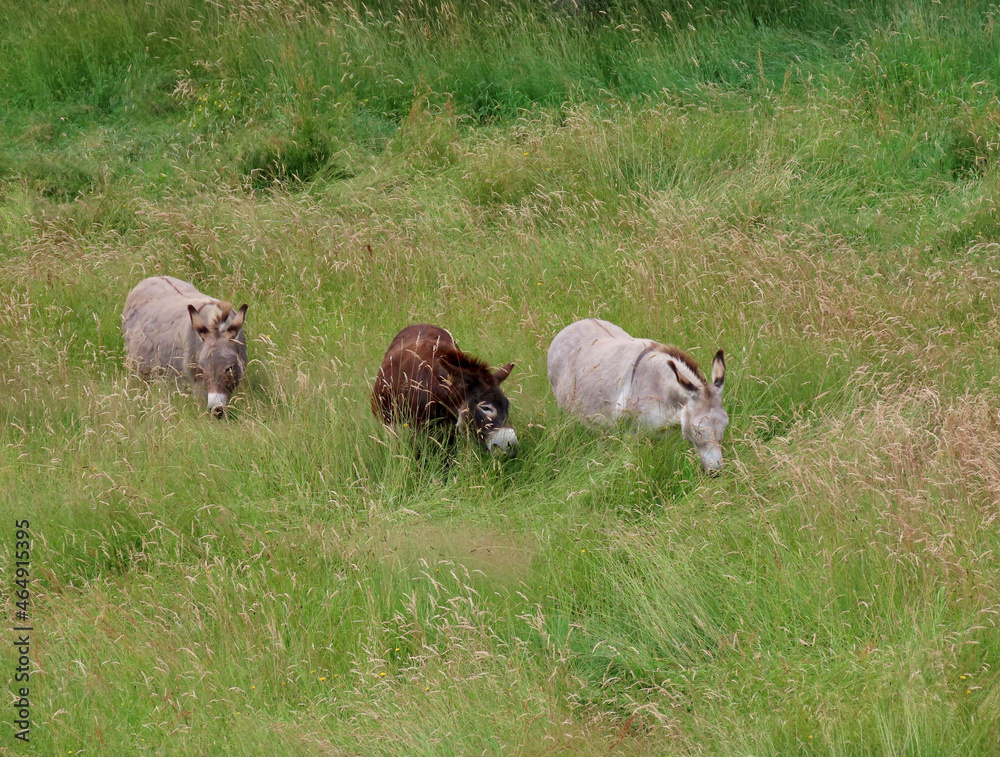 Fototapeta premium Donkeys in lush green pasture standing, grazing the tall grass up to their ears