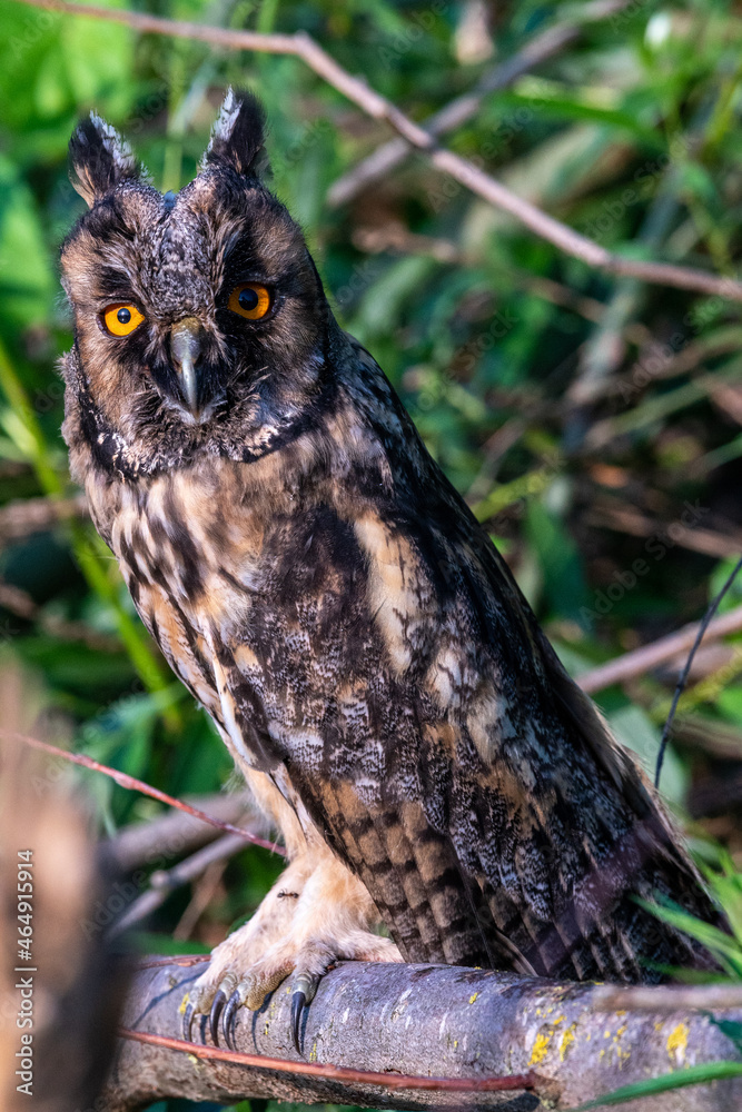 Un hibou moyen-duc sur une branche de saule dans le delta du Danube en Roumanie. Un hibou moyen-duc sur une branche de saule dans le delta du Danube en Roumanie.