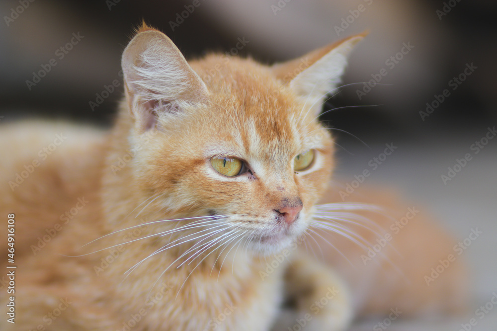 Close-up view of a yellow cat with white mustache and defocus abstract background of woods in the backyard