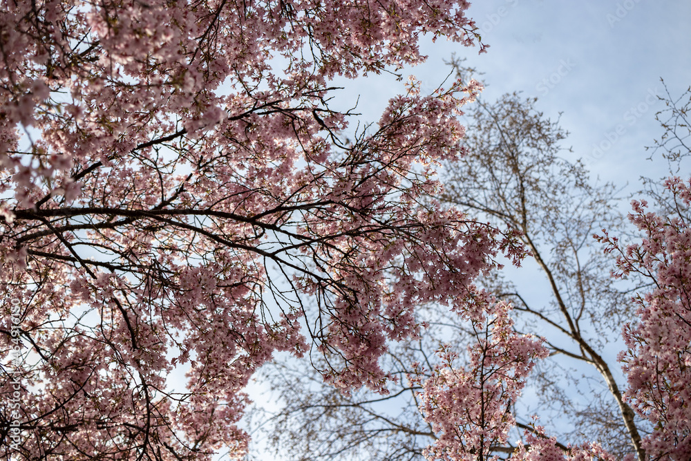 cherry blossoms in spring and blue sky cherry blossoms in spring and blue sky