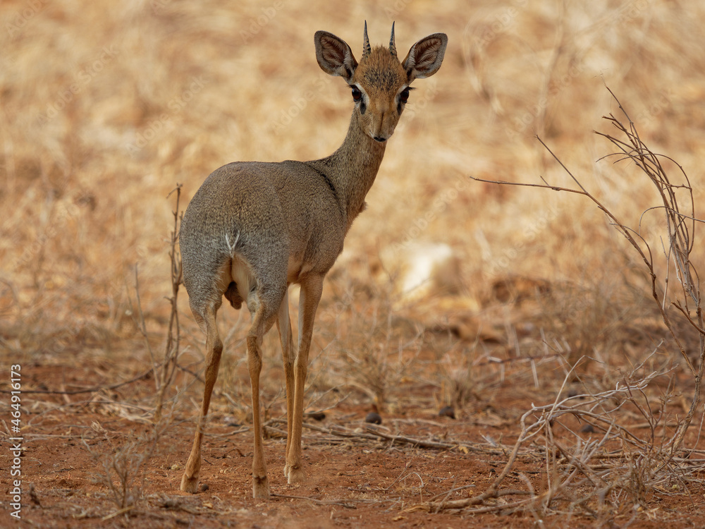 Kirks Dik-dik - Madoqua kirkii small brown antelope native to Eastern Africa and one of four species of dik-dik antelope, big eyes small horns big ears, grass eater Kirks Dik-dik - Madoqua kirkii small brown antelope native to Eastern Africa and one of four species of dik-dik antelope, big eyes small horns big ears, grass eater