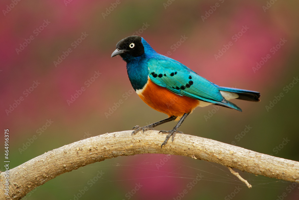 Fototapeta premium Superb Starling - Lamprotornis superbus is colorful bird of the starling family, formerly Spreo superbus, East Africa including Ethiopia, Somalia, Uganda, Kenya, Sudan and Tanzania