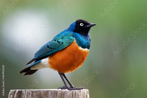Bilde på lerret Superb Starling - Lamprotornis superbus is colorful bird of the starling family,