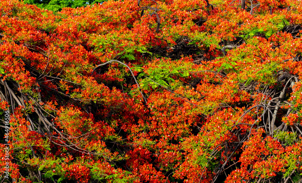 Texture of wonderful scarlet flamboyant flowers in full frame Texture of wonderful scarlet flamboyant flowers in full frame
