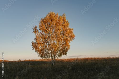 Birch. One tree in an autumn meadow