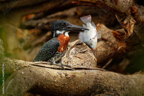 Giant Kingfisher - Megaceryle maxima largest kingfisher in Africa, resident breeding bird, orange and pied black and white color with strong bill. Fisher hunted fish - tilapia Oreochromis Niloticus photo