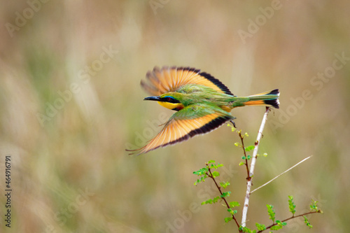 Фотография Little Bee-eater - Merops pusillus a near passerine green and yellow bird species in the bee-eater family, Meropidae
