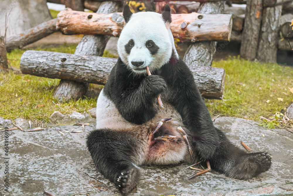 Obraz premium giant panda eating bamboo