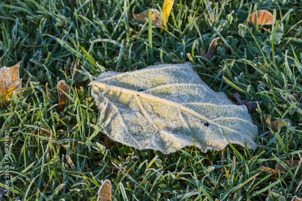 Blatt mit Eis auf Gras Blatt mit Eis auf Gras