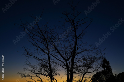 The silhouette of a bare tree shortly after sunset