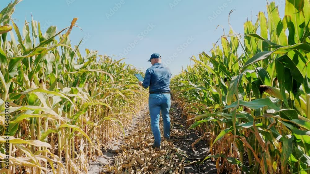 corn plantation. cornfield. back view. Farmer, with digital tablet, walking through corn field, between green corn rows. Agribusiness. Corn farm. Harvest time. corn plantation. cornfield. back view. Farmer, with digital tablet, walking through corn field, between green corn rows. Agribusiness. Corn farm. Harvest time.