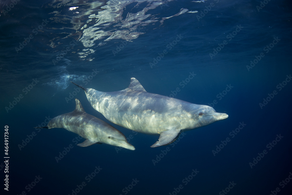 Naklejka premium Bottlenose dolphins in the group. Dolphins near the diver. Play with dolphins in Indian ocean. Marine life.