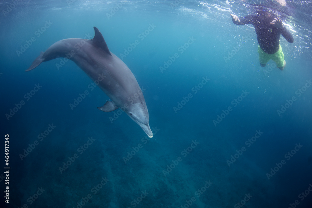 Bottlenose dolphins in the group. Dolphins near the diver. Play with dolphins in Indian ocean. Marine life. Bottlenose dolphins in the group. Dolphins near the diver. Play with dolphins in Indian ocean. Marine life.