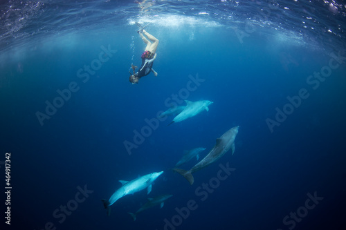 Bottlenose dolphins in the group. Dolphins near the diver. Play with dolphins in Indian ocean. Marine life. 