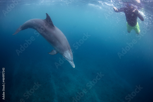 Bottlenose dolphins in the group. Dolphins near the diver. Play with dolphins in Indian ocean. Marine life.  © prochym