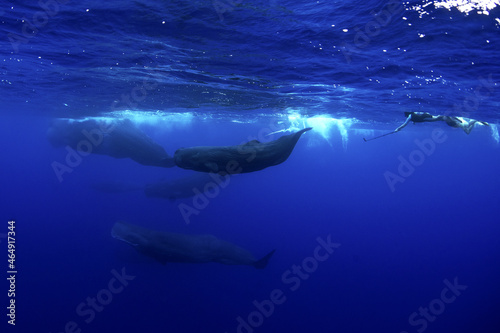 Sperm whale breathing on the surface. Group of sperm whale in Indian ocean. Whales with divers. Marine life.