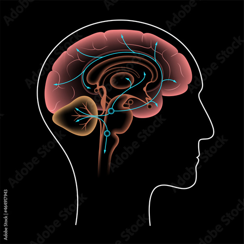 Serotonin pathway in brain