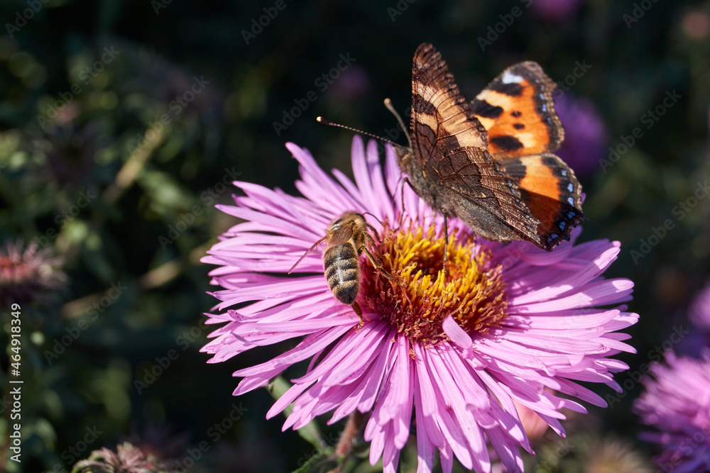 Butterfly Urticaria (lat. Aglais urticae, = Nymphalis urticae) collects nectar from flowers. Butterfly Urticaria (lat. Aglais urticae, = Nymphalis urticae) collects nectar from flowers.