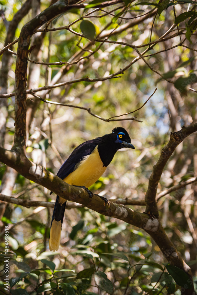 Fototapeta premium Black bird with yellow on a tree