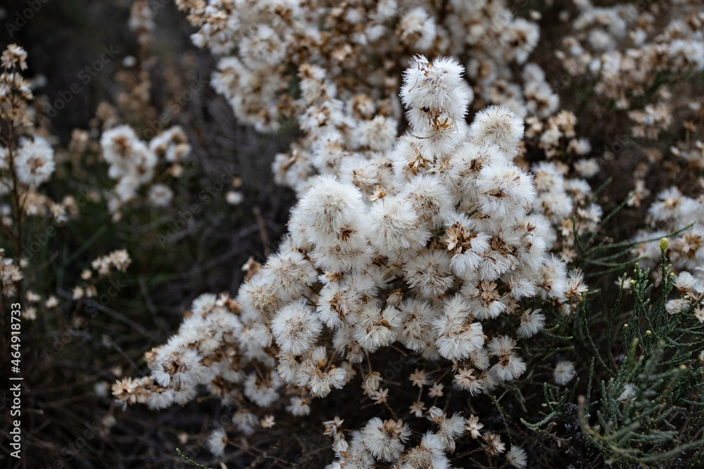 wild cotton plant